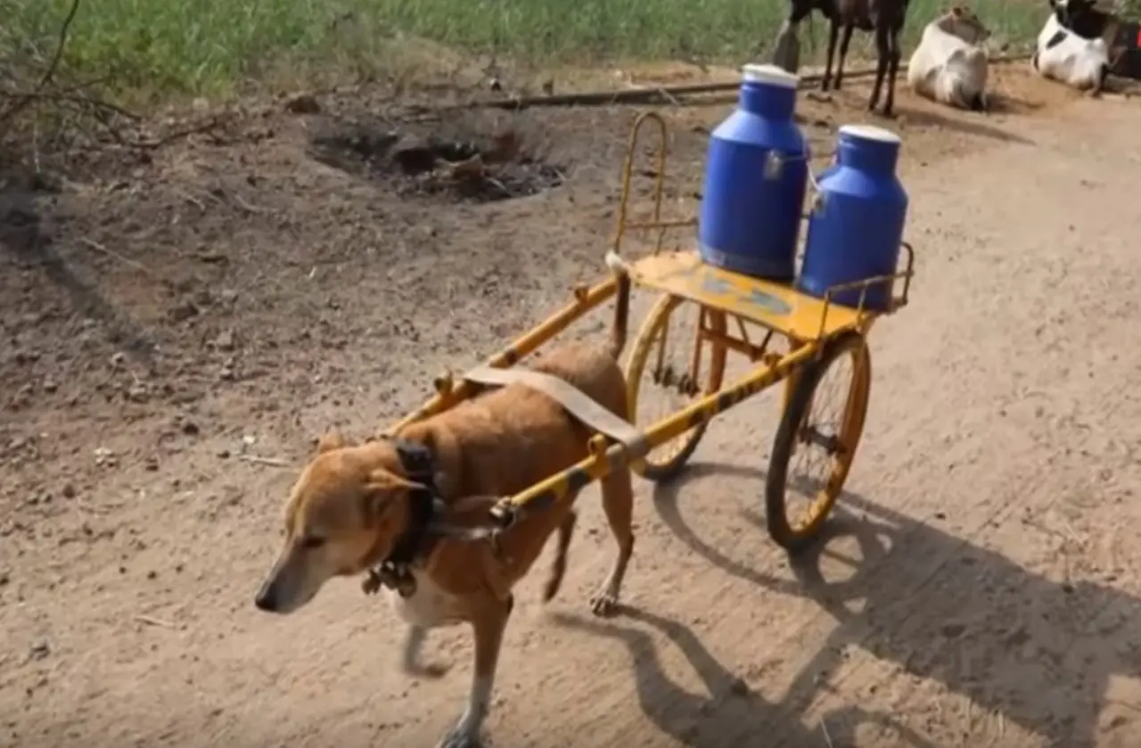 dog delivering milk 