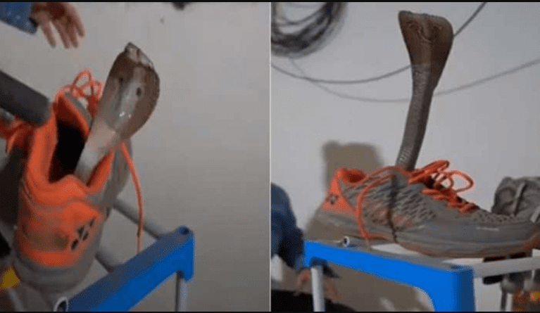 king-cobra-inside-shoe-try-to-attack-female-rescuer-video-goes-viral