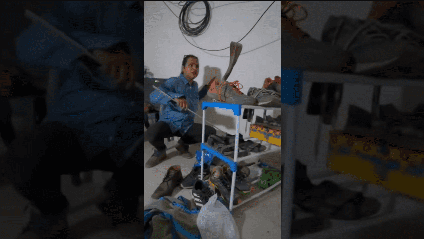 king-cobra-inside-shoe-try-to-attack-female-rescuer-video-goes-viral