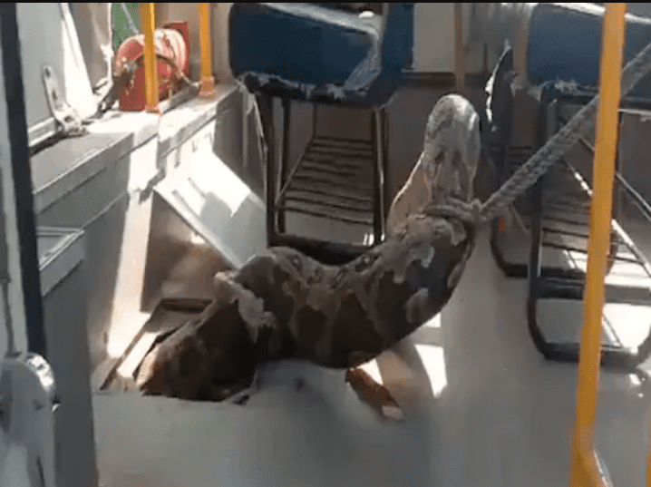 in-uttarpradesh-a-python-found-in-a-school-bus-video-gone-viral