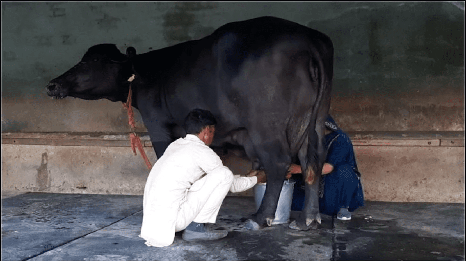 haryanas-reshma-become-the-higest-miliking-buffalo