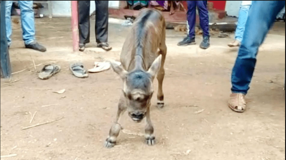 chhattishgarh-story-three-eye-two-nose-calf-people-consider-this-calfas-the-form-of-god