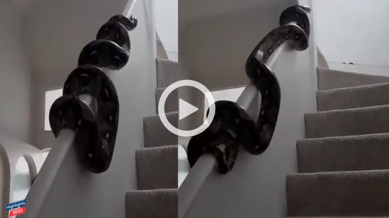 viral-video-python-slithering-across-wall-horrifies-users