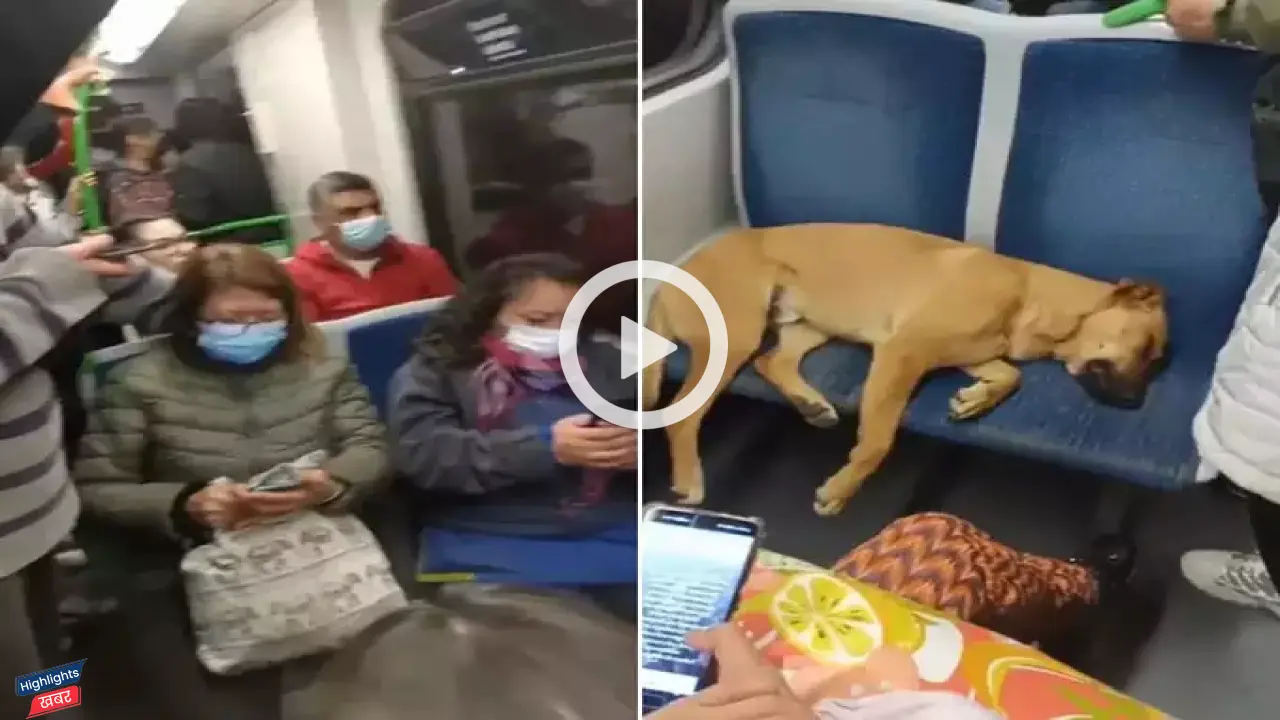 viral-video-dog-sleeping-in-metro