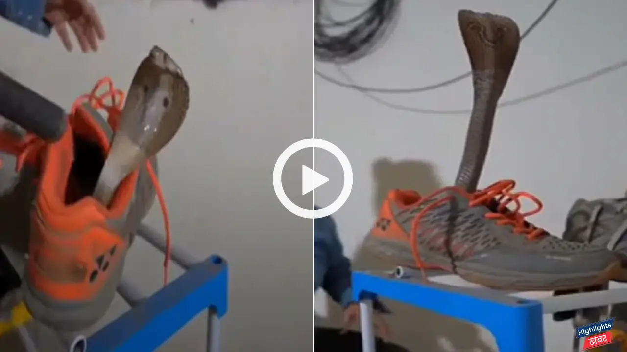 king-cobra-inside-shoe-try-to-attack-female-rescuer-video-goes-viral