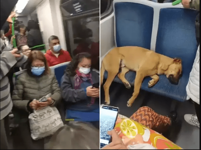 viral-video-dog-sleeping-in-metro