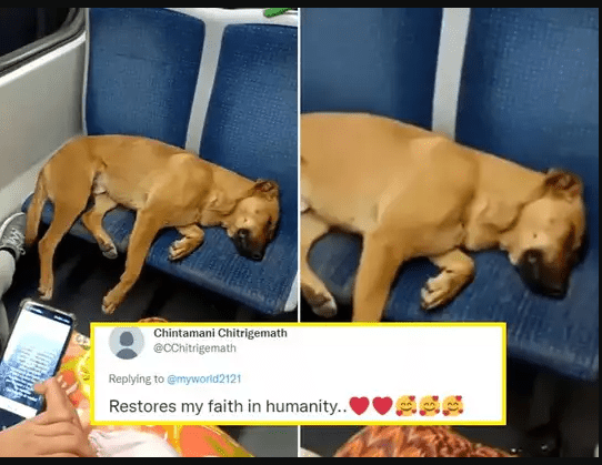 viral-video-dog-sleeping-in-metro