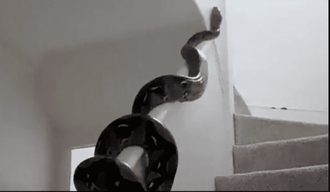 viral-video-python-slithering-across-wall-horrifies-users