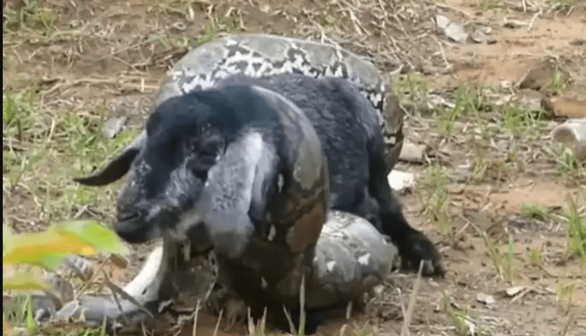 giant-python-snake-attack-poor-goat-village-boys-saved-their-lives