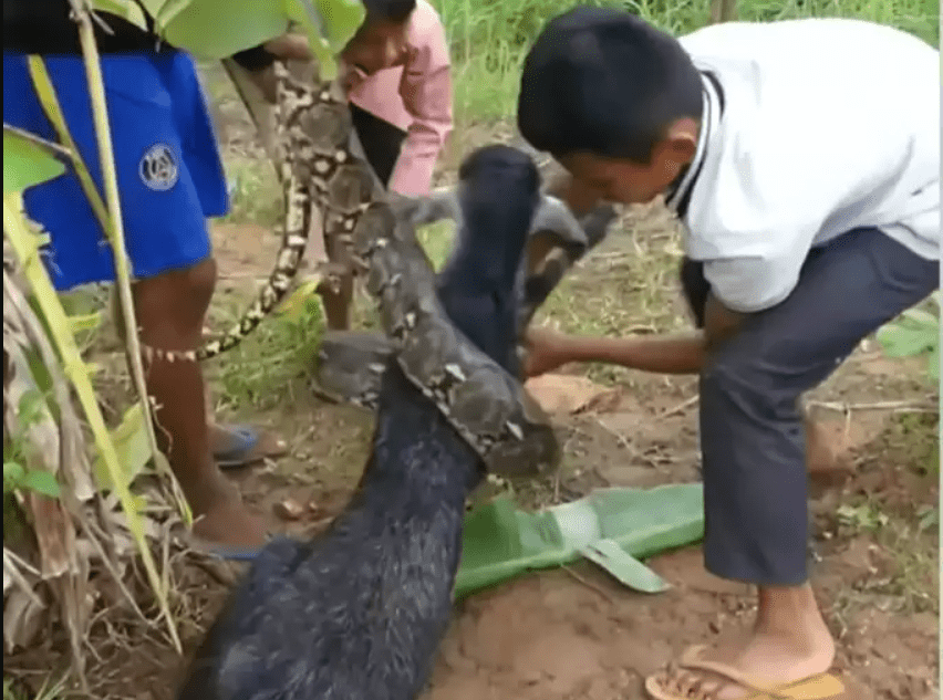 giant-python-snake-attack-poor-goat-village-boys-saved-their-lives