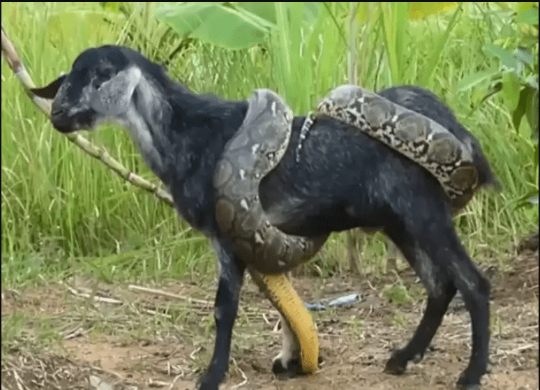 giant-python-snake-attack-poor-goat-village-boys-saved-their-lives