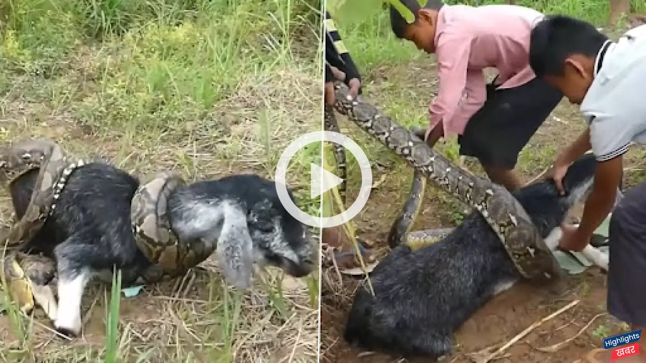 giant-python-snake-attack-poor-goat-village-boys-saved-their-lives