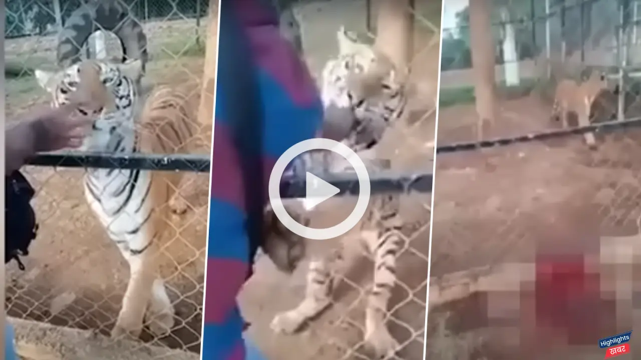 a-young-man-had-to-put-his-hand-in-the-tigers-cage