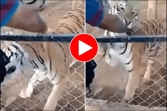 a-young-man-had-to-put-his-hand-in-the-tigers-cage