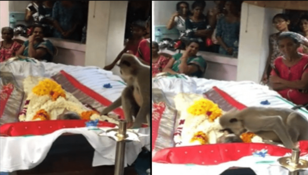 viral-video-the-monkey-was-seen-crying-bitterly-on-the-death-of-his-master