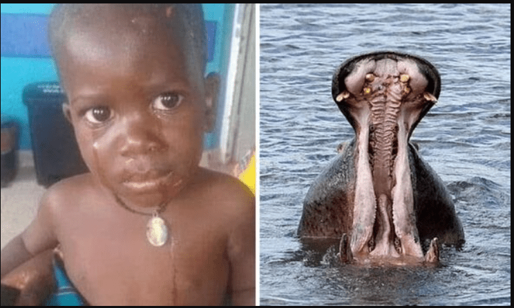 a-two-year-old-child-was-swallowed-alive-by-a-hippo-in-africa