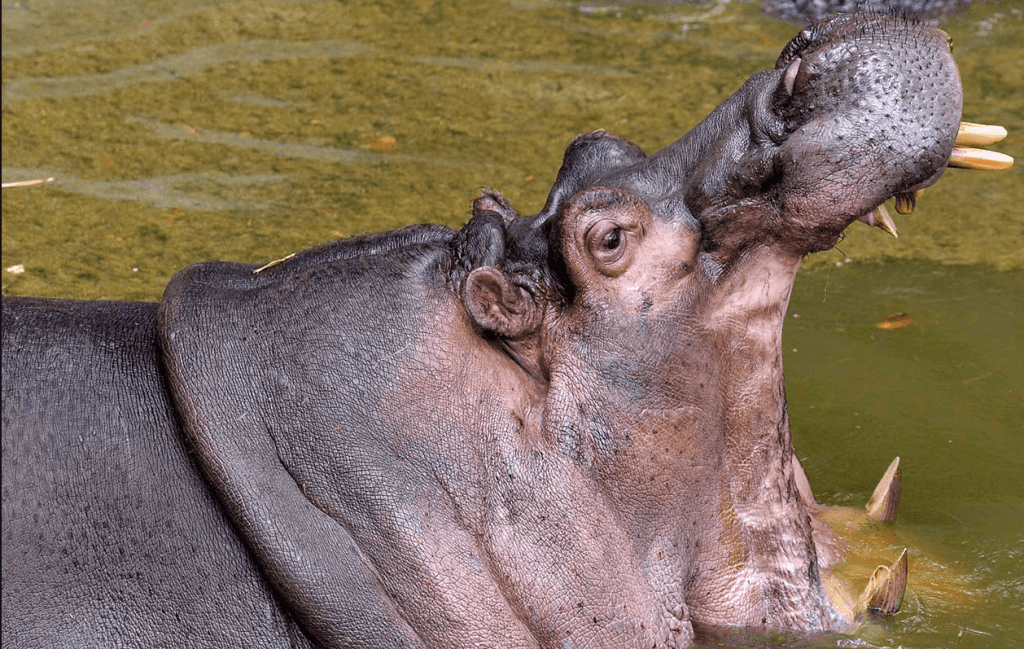 a-two-year-old-child-was-swallowed-alive-by-a-hippo-in-africa