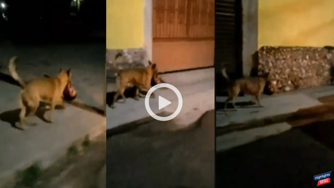 viral-video-the-dog-ran-away-with-the-human-head-in-its-mouth